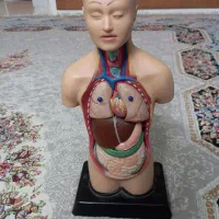 مولاژ نیم تن