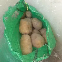خرید و فروش سیب زمینی