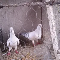 سه جفت کبوتر و یک