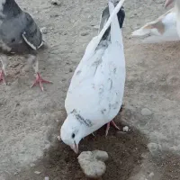 کبوتر .دان کبوتر