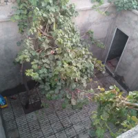 منزل مسکونی حیاط دار|اجارهٔ خانه و ویلا|آذرشهر, |دیوار