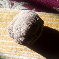 سنگ شانس|حراج|فردوس (خراسان), |دیوار