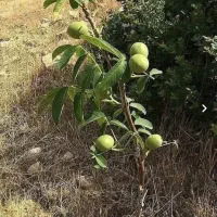 فروش نهال گردو ژنوتیپ