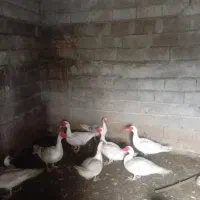 اردک خارجی و قو|حیوانات مزرعه|ساری, |دیوار