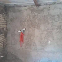 کفتر نقش نژاد دار|پرنده|یزد, |دیوار