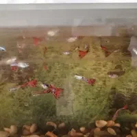 ماهی گوپی دانه 40هزار|ماهی|بیرجند, |دیوار