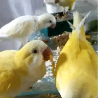 فروش چند عدد راهب