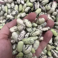 باقلی تازه ۳۸۰تومن