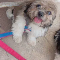 سگ فانتزی|سگ|بادرود, |دیوار