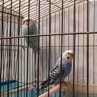 مرغ عشق|پرنده|سیدان, |دیوار