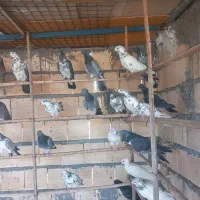 سلام دوستان کفتر چ ا ه س ت ان|پرنده|تخت, |دیوار