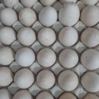 تخم نطفه دار بوقلمون قرمز بوربون|حیوانات مزرعه|رامیان, |دیوار