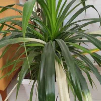 گل آپارتمانی|گل و گیاه طبیعی|شیراز, شهرک والفجر|دیوار