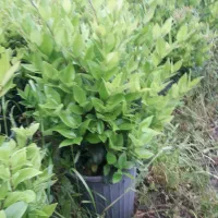 یاس سطل ۱۲ وزباله اصلاح شده پر وزیبا