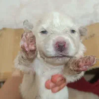 سگ اشپیز واگذاری