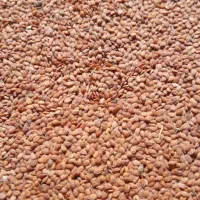 قدومه شیرازی