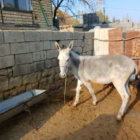 خر نر جوان|حیوانات مزرعه|کلات (خراسان), |دیوار