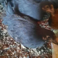 حراج ویژه جوجه مرغ3ماهه فقط110