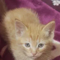 واگذاری گربه خانگی که جای دستشویی روهم یاد گرفته