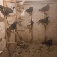 ۱۶ تا کفتر بوم
