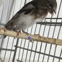 جوجه سهره قناری جوجه سهره موجود