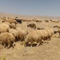 میش داشتی