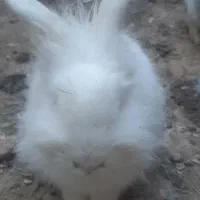 خرگوش سفید