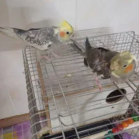 یه جفت عروس هلندی