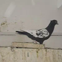 کبوتر رنگی|پرنده|قزوین, |دیوار