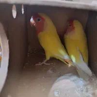 طوطی برزیلی مولد نر ماده