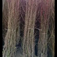 انواع نهال همه جوره موجود است