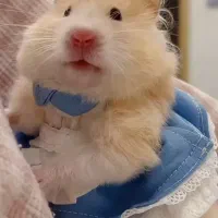 فروش همستر نژاد ترکیش صورت خرسی دست آموز