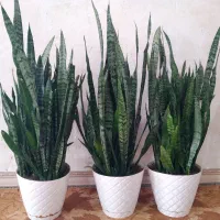 گل سانسوریا