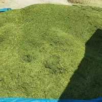 یونجه|خدمات باغبانی و درختکاری|دهدشت, |دیوار