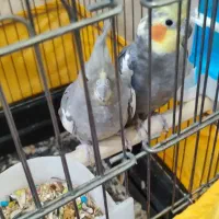عروس هلندی