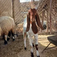 بز و کهره نر