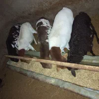 میش برشن و سومالی|حیوانات مزرعه|کرمان, |دیوار