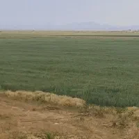 اجاره مزرعه آبی کشاورزی زمین کشاورزی موتور آب|اجارهٔ دفتر صنعتی، کشاورزی، تجاری|شراء, |دیوار