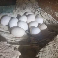 تخم مرغ خوراکی محلی  روستایی