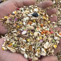 دانه مخلوط طوطی سانان ترکیبی بیش از ۲۰ نوع دانه