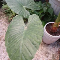 چندمدل گل طبیعی همه سالم ریشه دار|گل و گیاه طبیعی|رشت, نیروی دریایی|دیوار