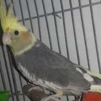 عروس هلندی دستی