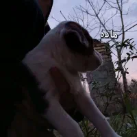 توله سگ رایگان|سگ|کوچصفهان, |دیوار