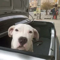 دیگو سگ نژاددار آرژانتینی توله.5ماهه