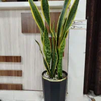 گل طبیعی سانسوریا