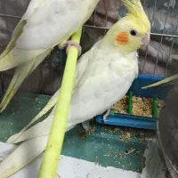 جوجه عروس هلندی مناسب دستی کردن