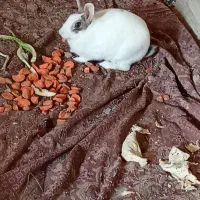 خرگوش|موش و خرگوش|شوشتر, |دیوار