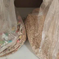 عروس هلندی|پرنده|نسیمشهر, |دیوار