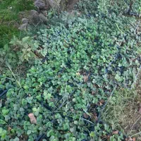 نهال سابرینا