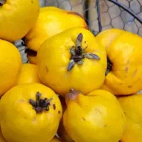 پیش فروش نهال به کیوی شناسه دار